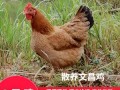 广东货运活鸡